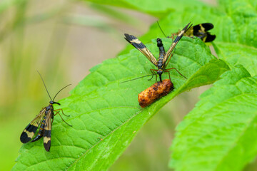 日本のシリアゲムシ
