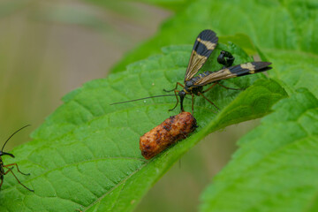 日本のシリアゲムシ