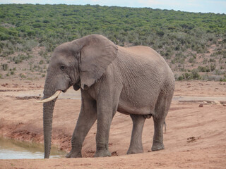 Fototapeta na wymiar Elephant in the wild in South Africa.
