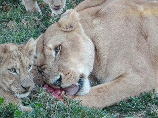Lions enjoying their meat.