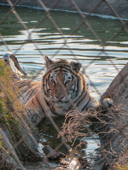 Tiger behind bars in South Africa. 