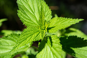 close up of nettle leaves