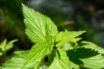 close up of nettle leaves