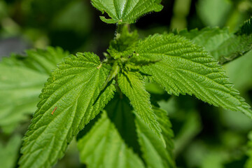 close up of nettle leaves