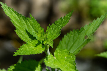 close up of nettle leaves