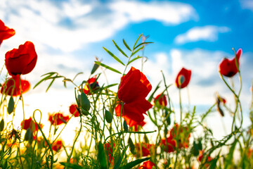 Fototapeta premium Spring, Field of poppy flowers against the blue sky with clouds. The concept of freshness of morning nature. Spring landscape of wildflowers. Beautiful landscape long banner.