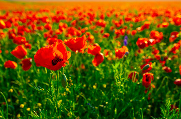 Spring, Field of poppy flowers against the blue sky with clouds. The concept of freshness of morning nature. Spring landscape of wildflowers. Beautiful landscape long banner.
