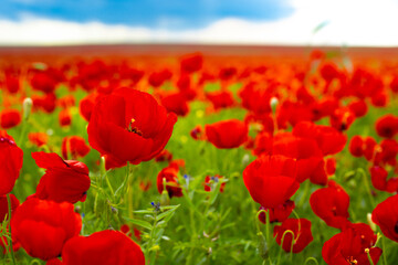 Spring, Field of poppy flowers against the blue sky with clouds. The concept of freshness of morning nature. Spring landscape of wildflowers. Beautiful landscape long banner.