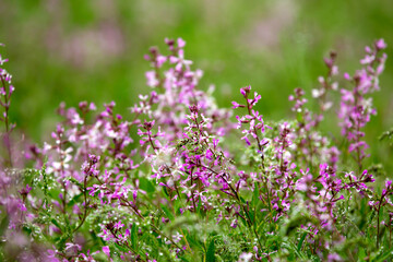 Blooming garden spring flowers. Blooming camel thorn in spring. Medicinal plant, pink flowers. Delicate floral landscape with blurry background and copy space.