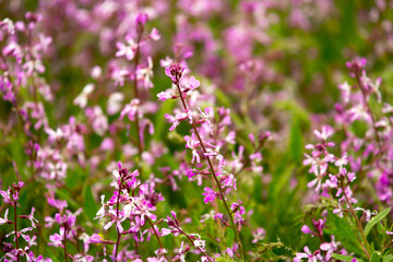 Blooming garden spring flowers. Blooming camel thorn in spring. Medicinal plant, pink flowers. Delicate floral landscape with blurry background and copy space.