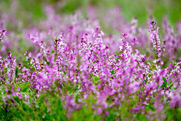 Blooming garden spring flowers. Blooming camel thorn in spring. Medicinal plant, pink flowers. Delicate floral landscape with blurry background and copy space.
