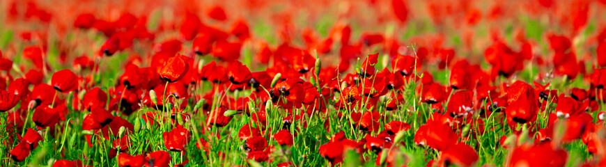 Obraz premium Spring, Field of poppy flowers against the blue sky with clouds. The concept of freshness of morning nature. Spring landscape of wildflowers. Beautiful landscape long banner.