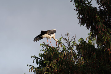 Der große Storch ist auf einem Fichtenzweig gelandet
