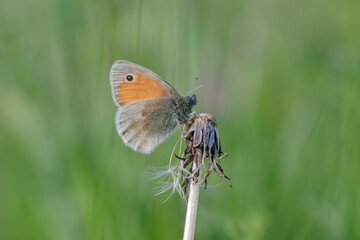 Small heath butterfly (Coenonympha pamphilus) rests on a stipe.