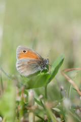 Small heath butterfly (Coenonympha pamphilus) rests on clover.