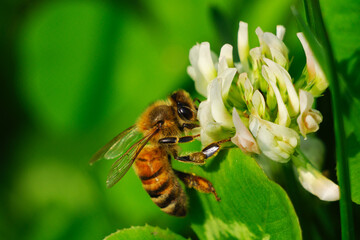 東京赤坂にある東京ミッドタウンで蜂がシロツメクサに集まる