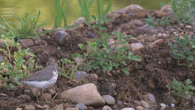 Spotted Sandpiper Bird on Shore of Verde River Arizona Slow Motion