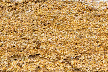 Polished limestone slab with different shell marks. Shell rock texture.