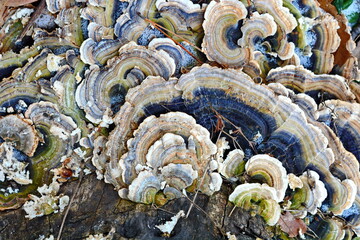 Turkey tail. Trametes versicolor, also known as coriolus versicolor and polyporus versicolor...