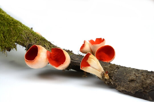 Scarlet Elf Cup Fungi isolated on white background. Spring edible mushroom - Sarcoscypha austriaca or Sarcoscypha coccinea. 
