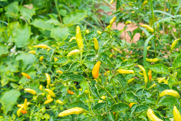 outdoor close up of green chilli plant on sunny day