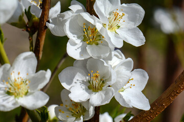 Spring blossoms. Tree Blossoms with white flowers