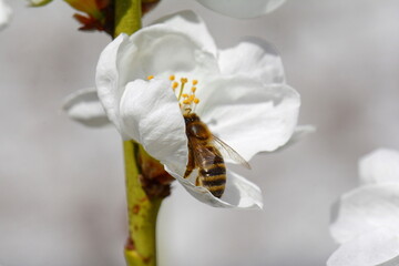 Spring blossoms with bee. Tree Blossoms with white flowers