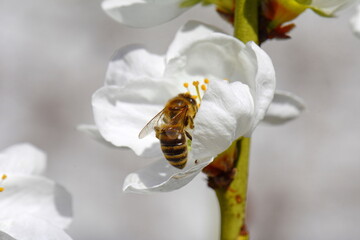 Spring blossoms with bee. Tree Blossoms with white flowers
