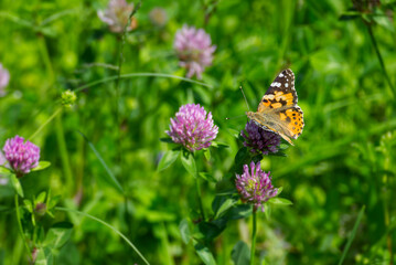 Painted Lady (Vanessa Cardui) Butterfly perched on pink flower in Zurich, Switzerland