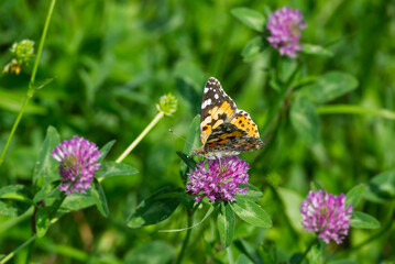 Painted Lady (Vanessa Cardui) Butterfly perched on pink flower in Zurich, Switzerland