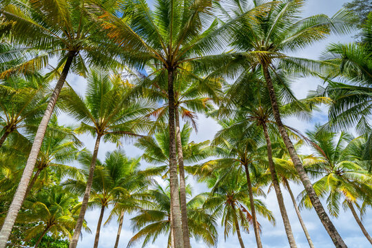 Bottom view of tropical palm trees leaves in blue sky background Natural exotic photo frame Leaves on the branches of coconut palm trees against the blue sky in sunny summer day Phuket island Thailand