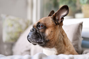 Side view of awn French Bulldog dog