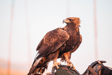 Closeup of tied eagle sitting on a horse saddle