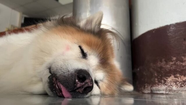 Face of lazy dog sleeping on ground floor
