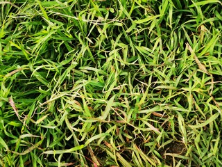 Tropical green leaf tree plant background looks natural