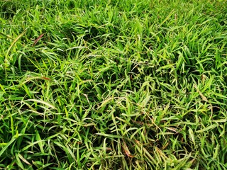 Tropical green leaf tree plant background looks natural