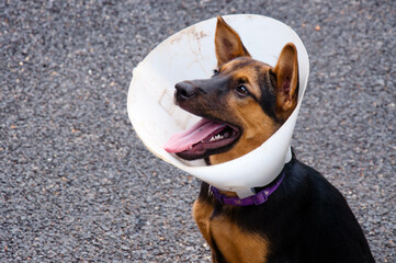 Two colored dogs wearing a medical collar