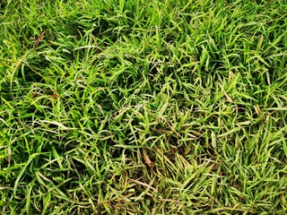 Tropical green leaf tree plant background looks natural