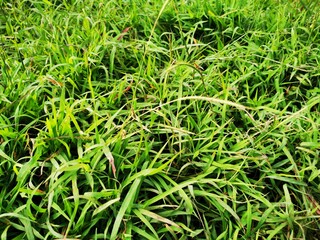 Tropical green leaf tree plant background looks natural