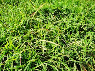 Tropical green leaf tree plant background looks natural