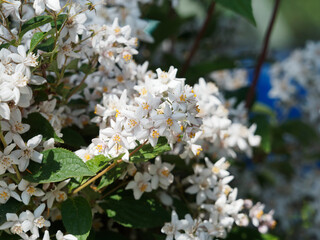 (Deutzia (x) hybrida) Deutzia hybride ou deutzia 'Mont Rose' aux minuscules fleurs étoilées rose tendre, étamines jaunes au dessus d'un feuillage fer de lance, vert et dentelé