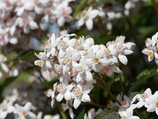 Deutzia (x) hybrida |  Deutzie hybride ou deutzia 'Mont Rose' aux grappes de fleurs à pétales étoilées blanc rosé, coeur à étamines jaunes sur rameaux graciels arqués retombant au feuillage vert clair