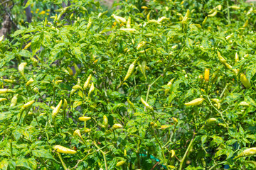 outdoor close up of green chilli plant on sunny day