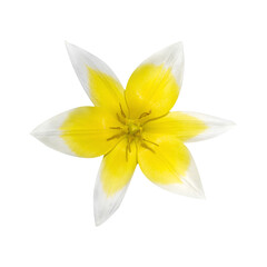 Macro photo yellow lily flower on white isolated background