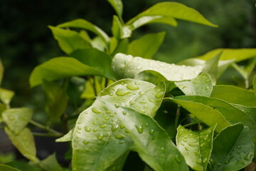 Fototapeta na wymiar 水滴のある葉、雨後の緑、水滴、水の滴と葉っぱ、蜜柑