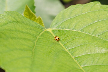 瓢虫ののった葉っぱ、イチジクの葉と天道虫、緑と昆虫、一人ぼっち