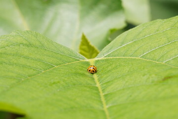 瓢虫ののった葉っぱ、イチジクの葉と天道虫、緑と昆虫、一人ぼっち