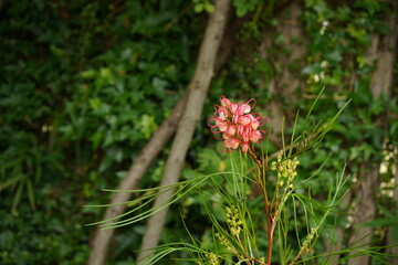 グレビレア・ロンギスティア・エレガンス　庭、ガーデニング、オーストラリア、花と緑