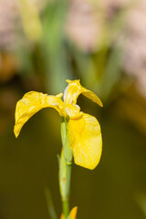 Fototapeta premium gorgeous flower yellow iris-Iris pseudacorus