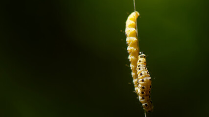  hyponomeute du saule- chenille jaune à points noirs -  yponomeuta rorrella